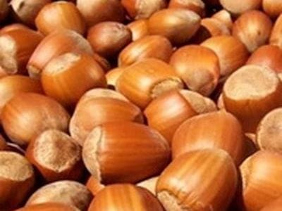 arbre fruitier noisetier gentille des langhes