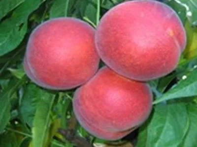 arbre fruitier pêche rouge julien