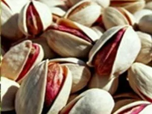 arbre fruitier pistachier aegina