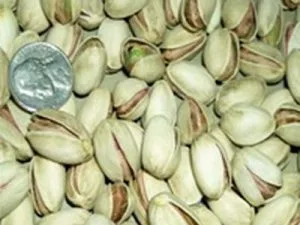 arbre fruitier pistachier golden hills