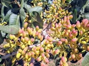arbre fruitier pistachier kastel