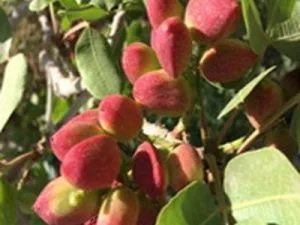 arbre fruitier pistachier kerman