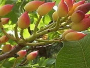 arbre fruitier pistachier larnaka