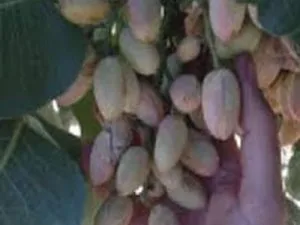 arbre fruitier pistachier lost hills
