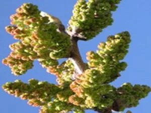 arbre fruitier pistachier c-special