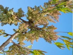 arbre fruitier pistachier egino