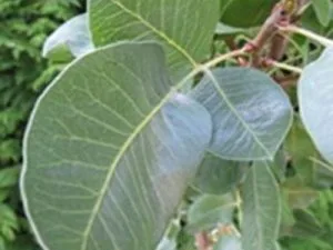 arbre fruitier pistachier randy