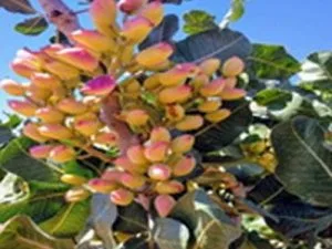 arbre fruitier pistachier napolitain