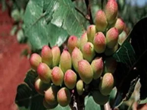 arbre fruitier pistachier sirona