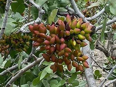 arbre fruitier pistachier