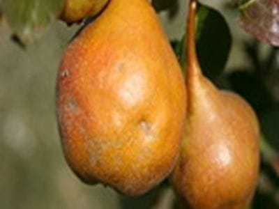 arbre fruitier poire martin sec ou capelan