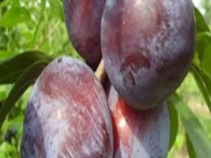arbre fruitier prune angelenos