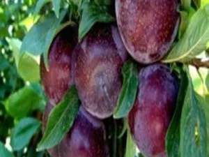 arbre fruitier prune black splendor