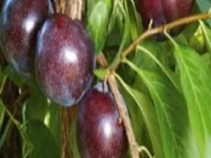 arbre fruitier prune crimson glo