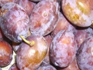 arbre fruitier prune d'agen