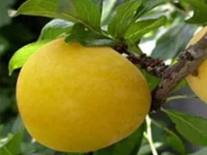 arbre fruitier prune golden japan