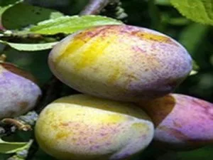 arbre fruitier prune jefferson