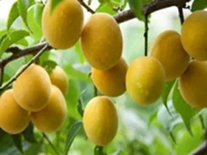 arbre fruitier prune mirabelle de metz