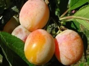 arbre fruitier prune mirabelle de nancy