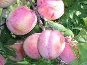 arbre fruitier prune october sun