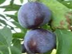 arbre fruitier prune perdrigone