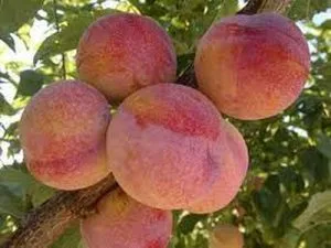 arbre fruitier prune pink saturn