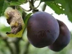 arbre fruitier prune précoce favorite