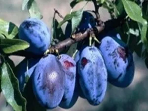 arbre fruitier prune quetsche