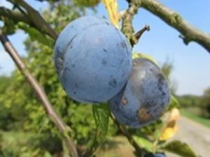 arbre fruitier prune reine claude martin