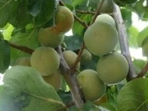 arbre fruitier prune reine claude de bavay