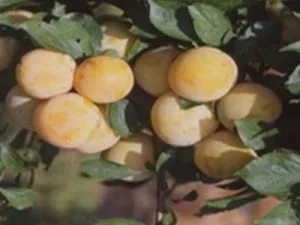 arbre fruitier prune reine claude dorée