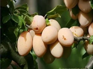 arbre fruitier prune reine claude d'oullins
