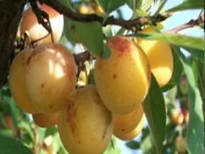 arbre fruitier prune sainte catherine