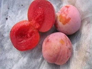 arbre fruitier prune sang du dragon