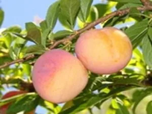 arbre fruitier prune sourire de printemps