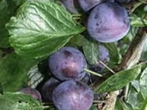 arbre fruitier prune stanley