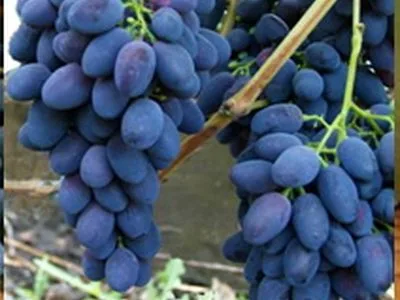 arbre fruitier vigne galath