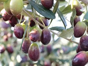 Variété d'olivier coriana