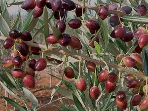 Variété d'olivier koroneiki