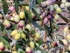 lecciana variété d'olivier
