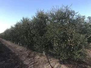 Variété d'olivier sikitita