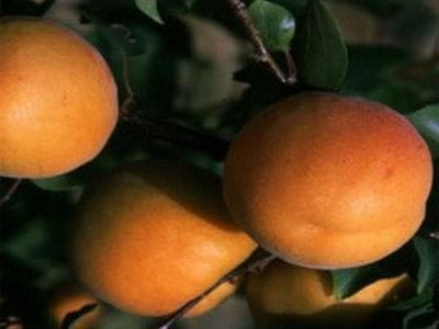 arbre fruitier abricotier Muscat de Provence