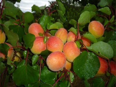 arbre fruitier abricotier hélèna du roussillon